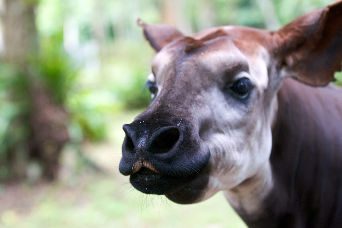 Okapi are resilient animals, feeding on a wide range of plants, including toxic ones. But increased deforestation and violence in recent decades have made okapi more vulnerable. Image by Okapi Conservation Project.