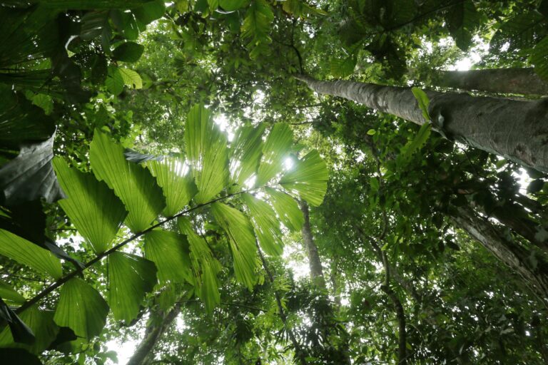 Costa Rica rainforest