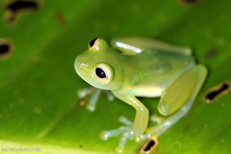 Glass frog in Costa Rica. Photo by Rhett A. Butler.