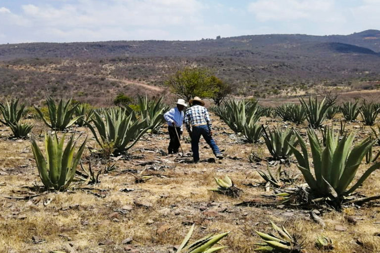 Growing agave in Mexico