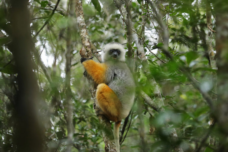 A diademed sifaka (Propithecus diadema).