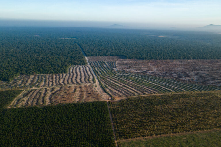 A vast chunk of protected forest is being carved out of Beng Per Wildlife Sanctuary. Sources claim Santana Agro is responsible. Image by Gerald Flynn / Mongabay.