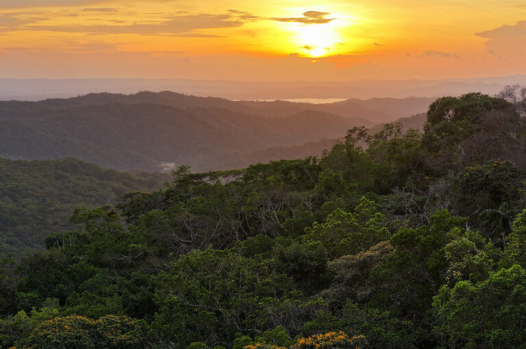 Rainforest in Panama. Photo by Rhett A. Butler for Mongabay.