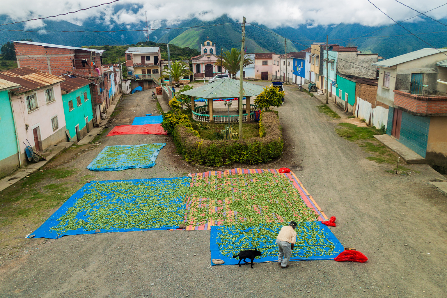 Drying of coca leaves in Cruz Loma village near Coroico, Bolivia. Image by Matyas Rehak via Adobe Stock.