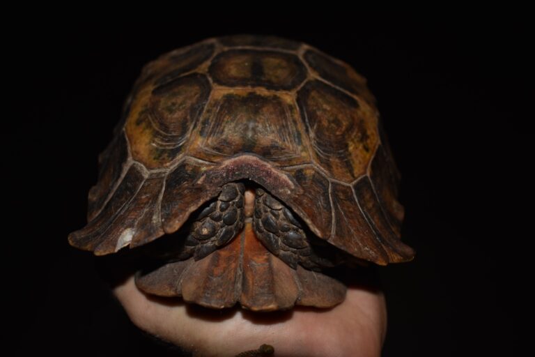 Front view of a confiscated forest hingeback tortoise in Côte d’Ivoire with damage to the nuchal area. Image by Pearson McGovern.