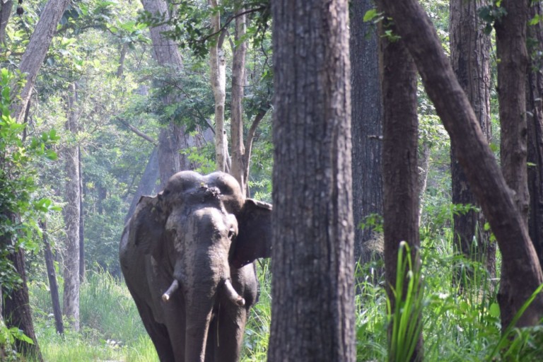 elephant nepal jungle