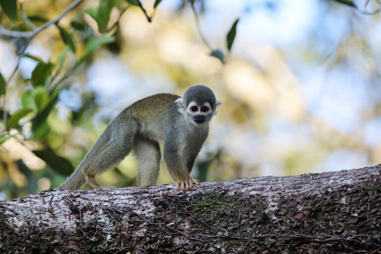 Squirrel monkeys are one of many creatures of Yasuni National Park. Photo credit: Rhett A. Butler / Mongabay