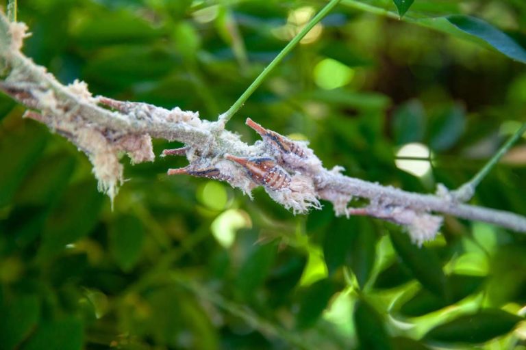 Juvenile sakondry on a branch. Their dusty coating is washed off before they’re cooked. Image by Brian Fisher.