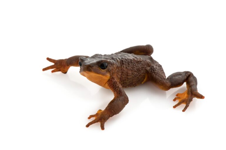 In 2021, a resident of the small Ecuadorian town of Simiátug found a male frog putatively belonging to the long-lost species Atelopus guanujo.