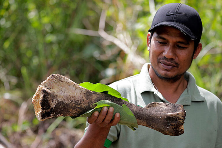 The bone of an elephant that died from electric shock in Karang Ampar.