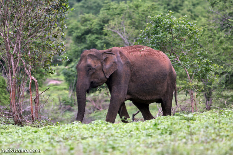 An elephant in Udawalawe, Sri Lanka.