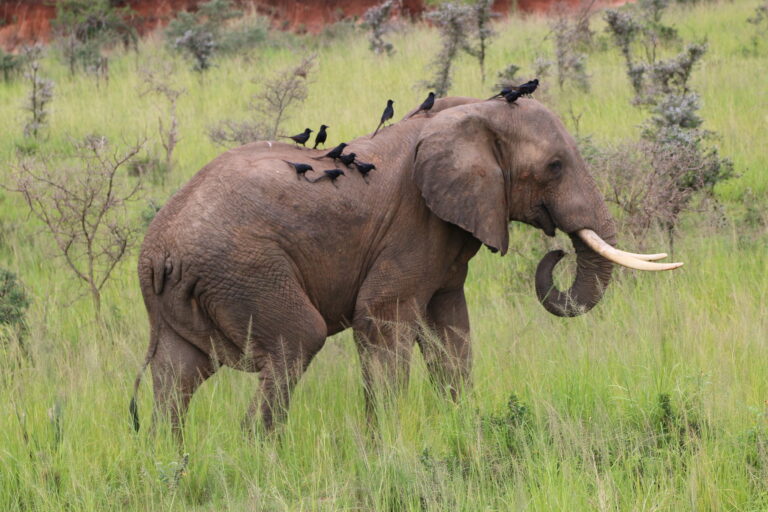 An elephant standing in knee-high grass somewhere in Murchison Falls NP, Uganda, wearing a half-dozen black birds on its back and head. Image by Travel Aficionado via Flickr (CC BY-NC 2.0)