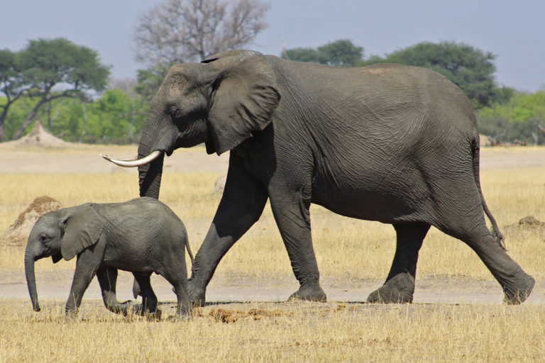 Elephants in Zimbabwe.