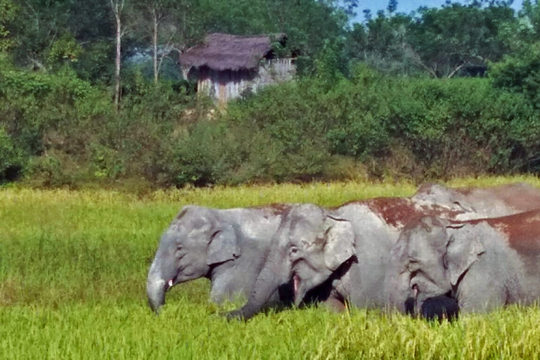 A herd of elephants in a paddy field in Assam, India.