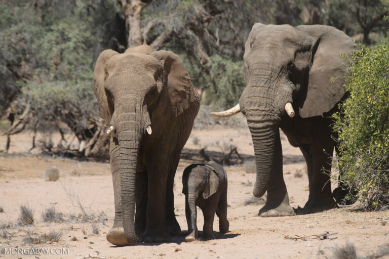 African elephants