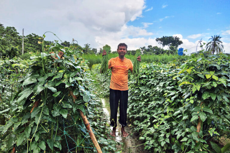 A farmer holds green vegetables in his farm.