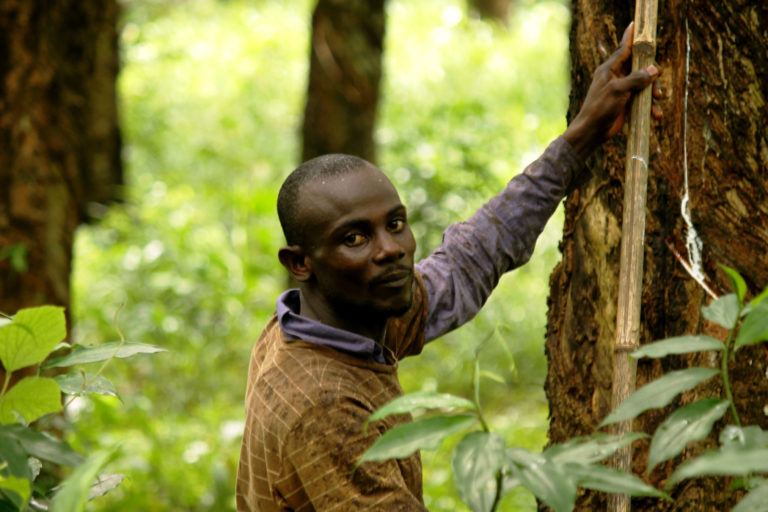 A rubber farmer taps a rubber tree