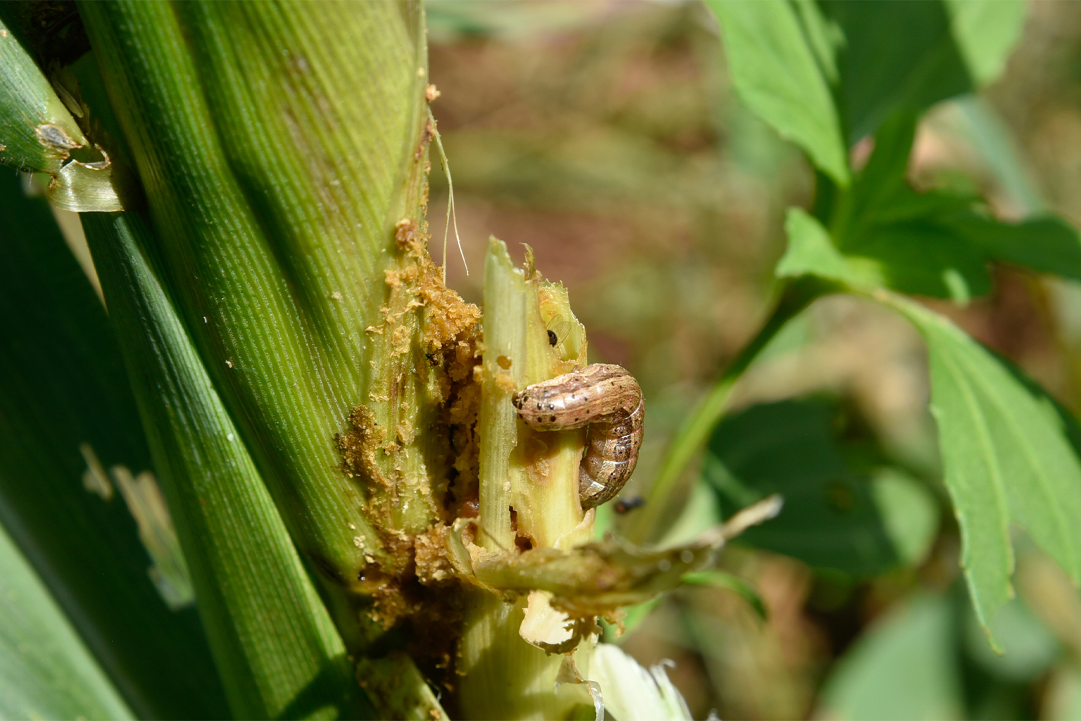 A fall armyworm burrows into a maize stalk.