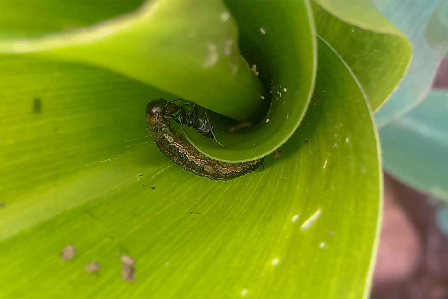 An assassin bug attacking a fall armyworm inside the maize whorl. 