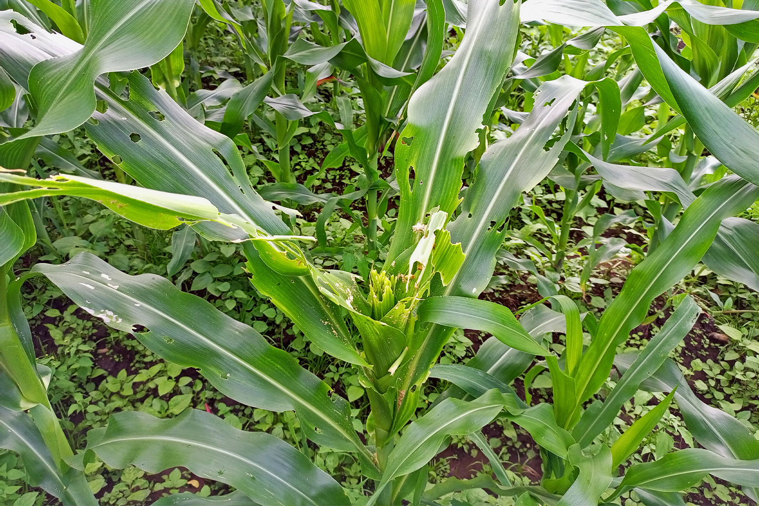 Fall armyworm damage on a maize plant.