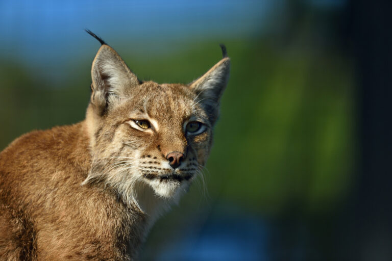 Eurasian lynx, courtesy of Parc Zoologique de Paris.