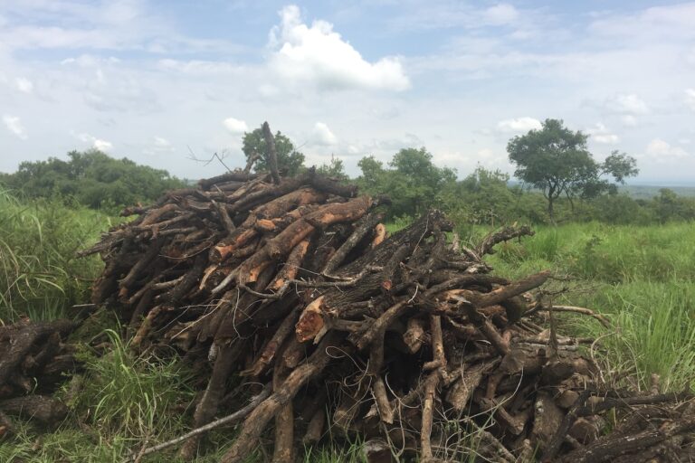 Firewood collected from the miombo woodlands. Throughout the miombo region, firewood is widely used for cooking, and in some places, for drying tobacco, an important cash crop. Image courtesy of Edwin Tambara, AWF 