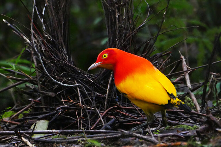 A flame bowerbird (Sericulus ardens) in PNG.