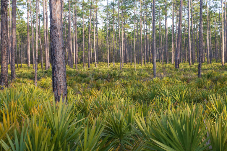 The Florida corridor would preserve myriad landscapes and ecosystems. Image by Ethan Coyle/Florida Wildlife Corridor Foundation.