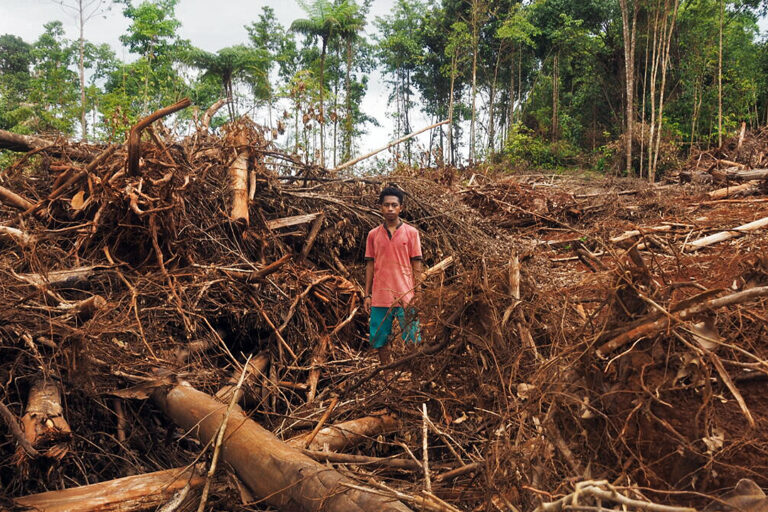 Forest clearing for nickel mining on Wawonii Island.