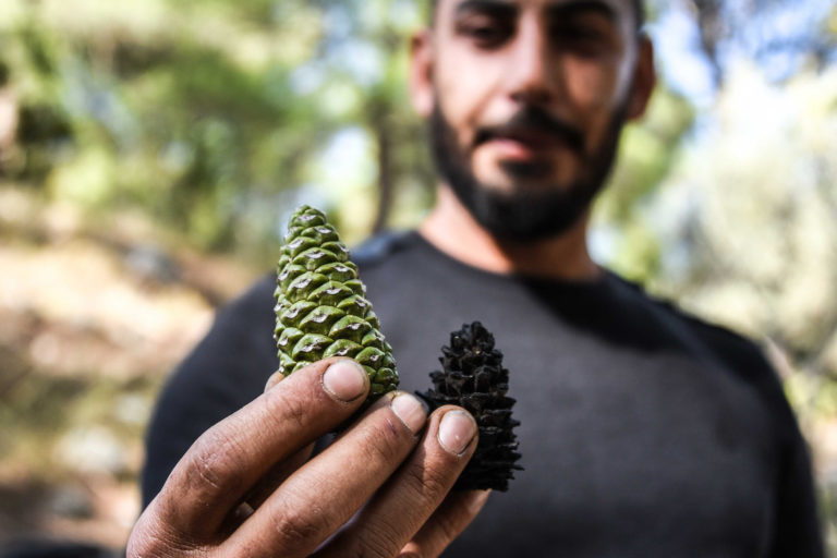 Shouf Biosphere Reserve restoration project, Lebanon