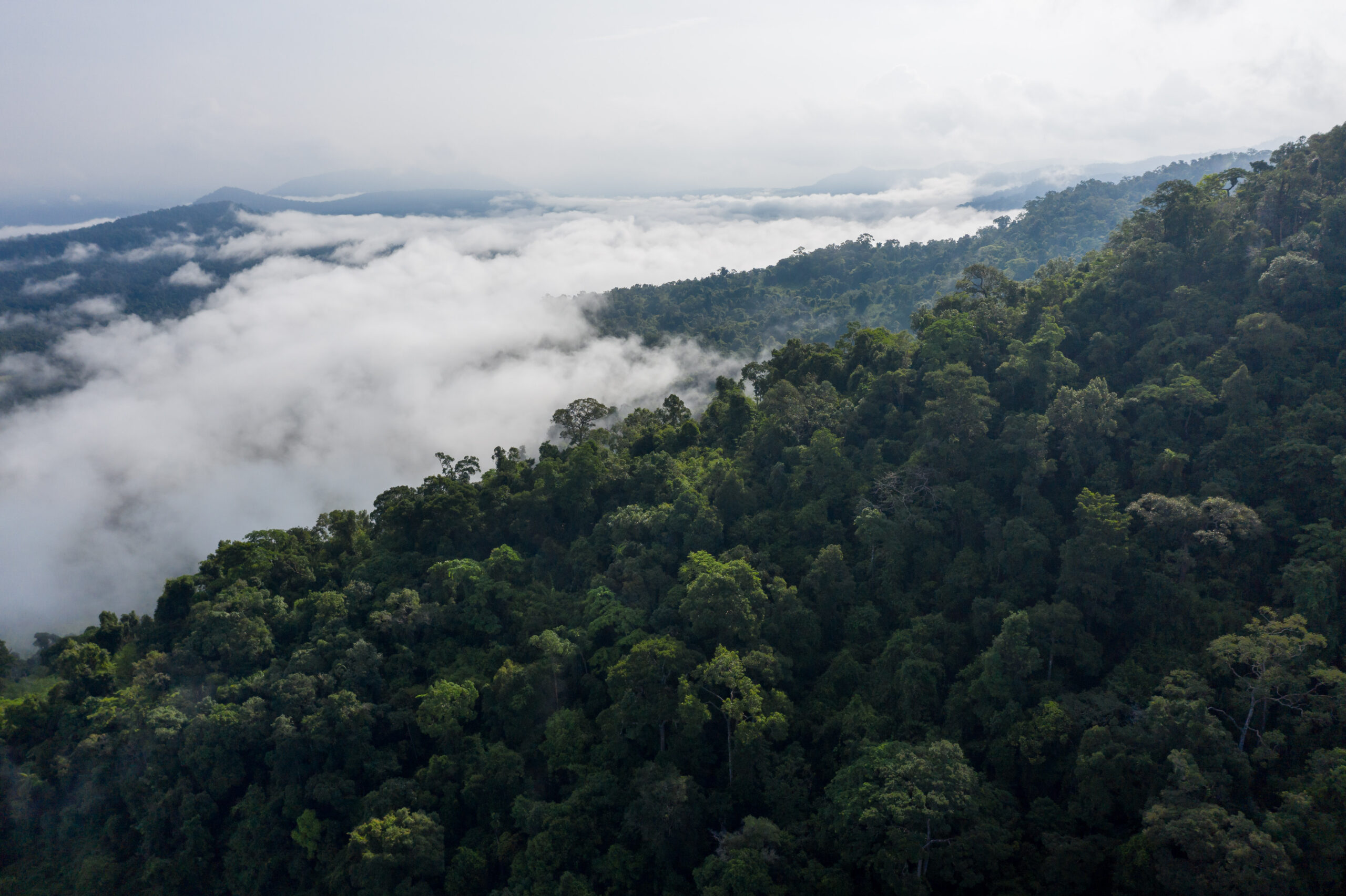 An aerial view over the Central Cardamoms National Park, one of several protected areas that constitute the Cardamom Mountains, an evergreen forest situated on the Thai-Cambodia border. In November 2021, construction began on the nearby 150-megawatt Stung Tatai Leu hydropower dam. Credit: Andy Ball/Mongabay.