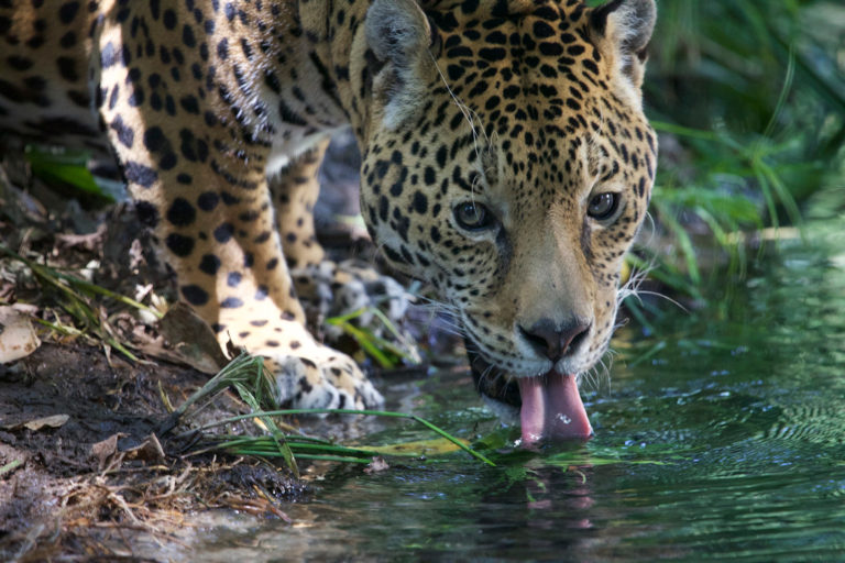 Jaguar drinking from a river in Mexico. Photo courtesy of Gerardo Ceballos/Gerardo Ceballos of the Universidad Nacional Autónoma de México, National Alliance for Jaguar Conservation.