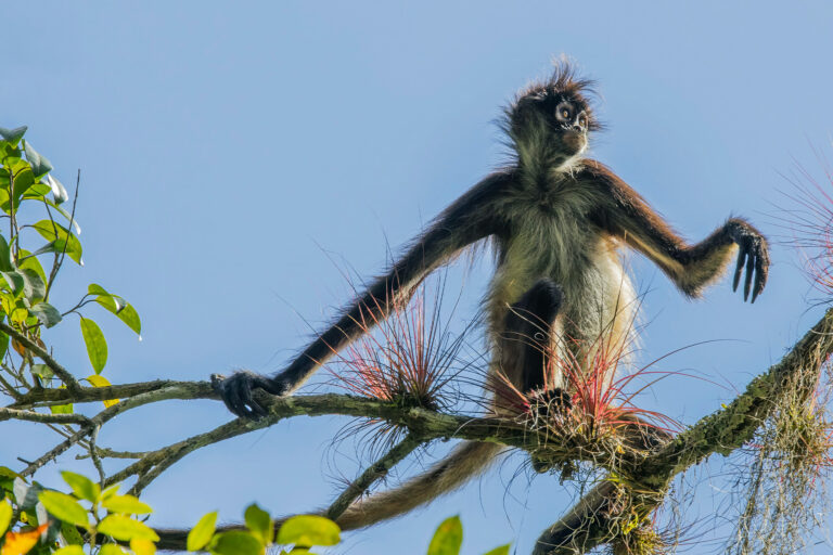 A Geoffroy's spider monkey