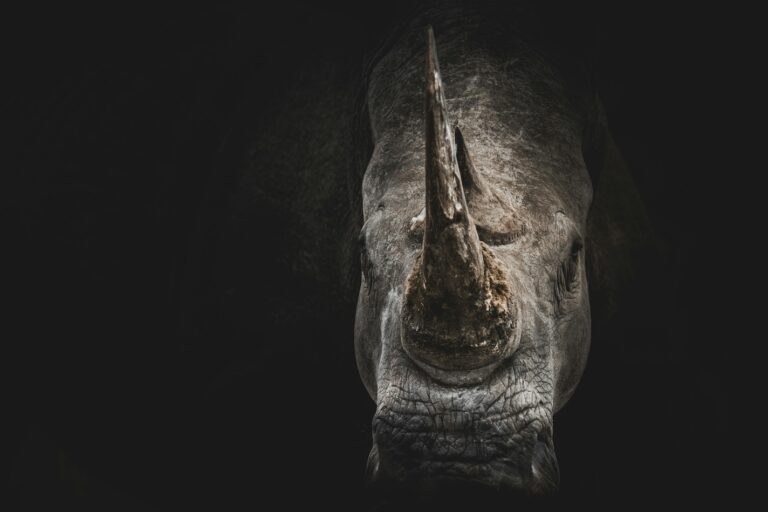 argeting demand for rhino horn-based products must complement efforts to protect rhinos from poaching. Image by Geranimo via Unsplash.