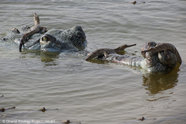 A male gharial guarding hatchlings.