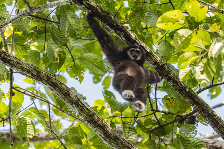 Gibbon