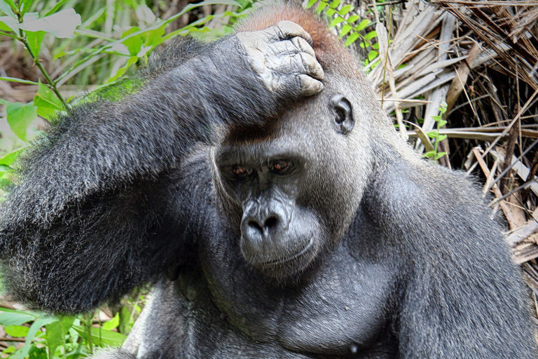 Gorilla in Gabon. Photo credit: Rhett A. Butler