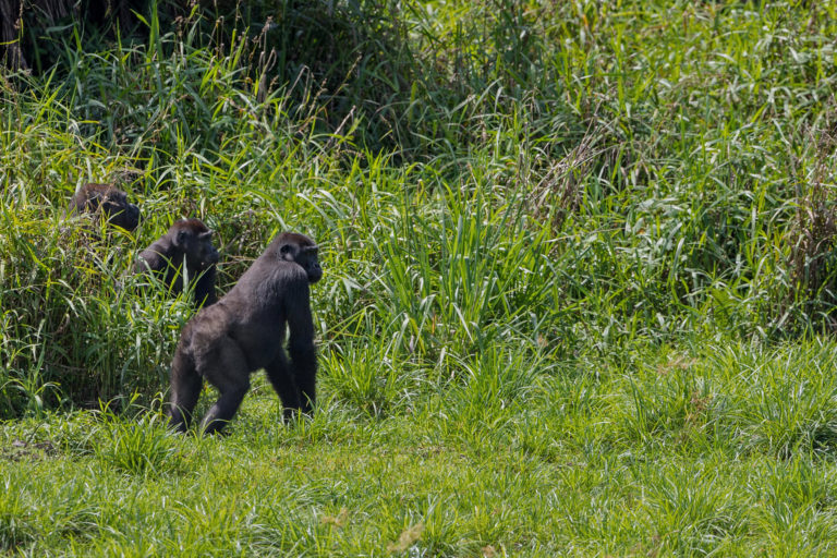 Gorillas in Cameroon.