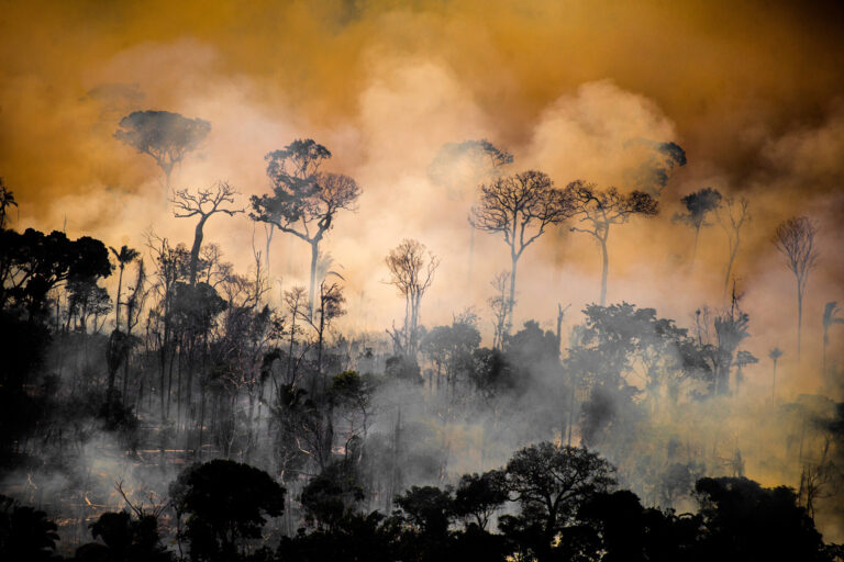 Tropical rainforests are not adapted to fire, and have no natural fire regime.