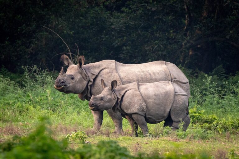 Greater one-horned rhinos in Chitwan, Nepal.