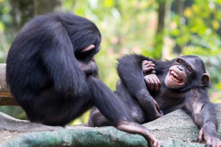 Two chimpanzees interacting playfully.