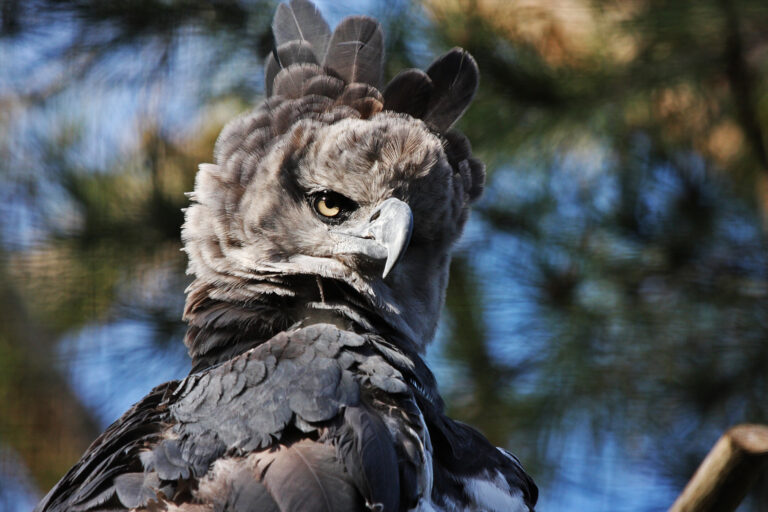 A harpy eagle (Harpia harpyja)