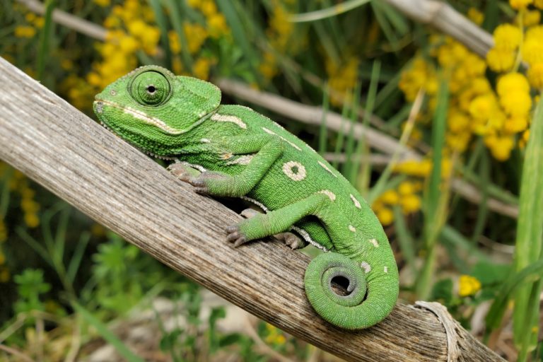 A chameleon on a branch.