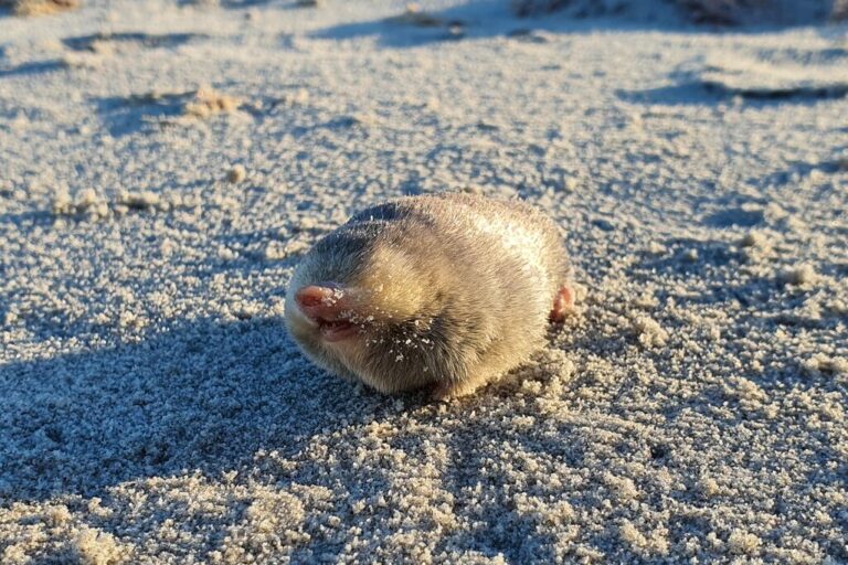 De Winton's Golden Mole, a blind mole that lives beneath the sand and has sensitive hearing that can detect vibrations from movement above the surface. (Photo by JP Le Roux)