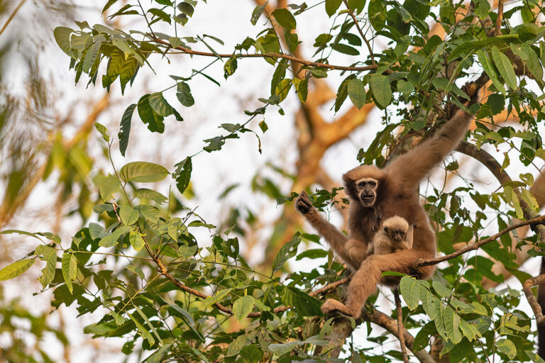 A female western hoolock gibbon with its baby.