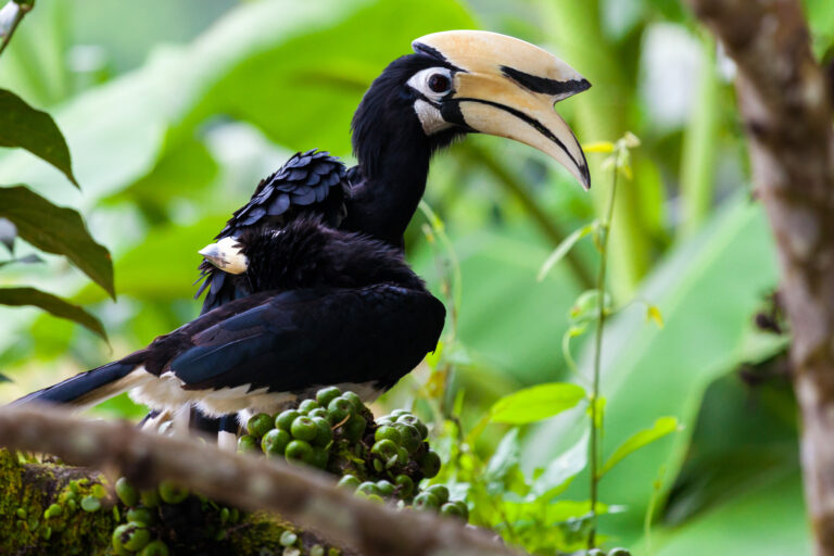 An oriental pied hornbill in Sabah's rainforest.