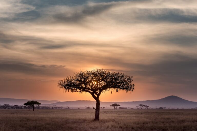 A tree in the Serengeti grasslands in Tanzania.