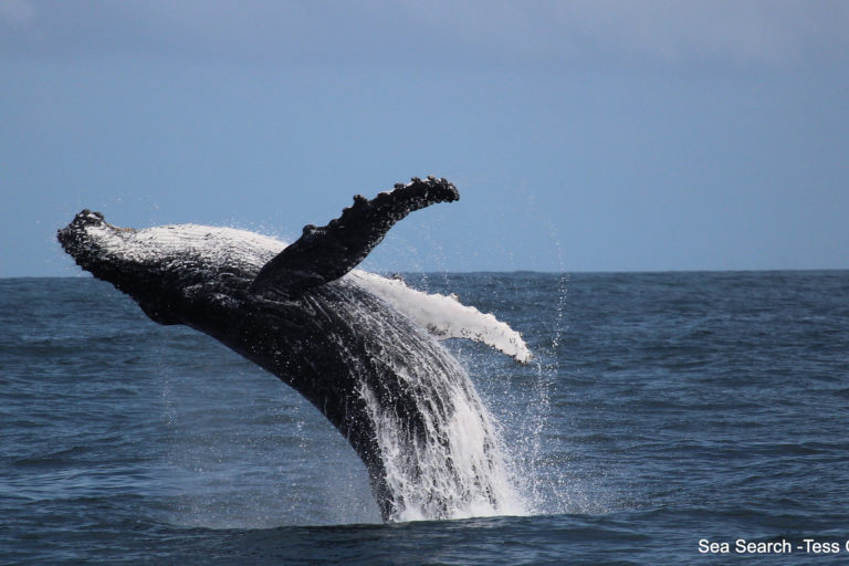 Humpback whales have made a remarkable recovery from the days when they were targeted by whaling vessels, but global whale populations are starting to struggle as food resources shift and deteriorate.