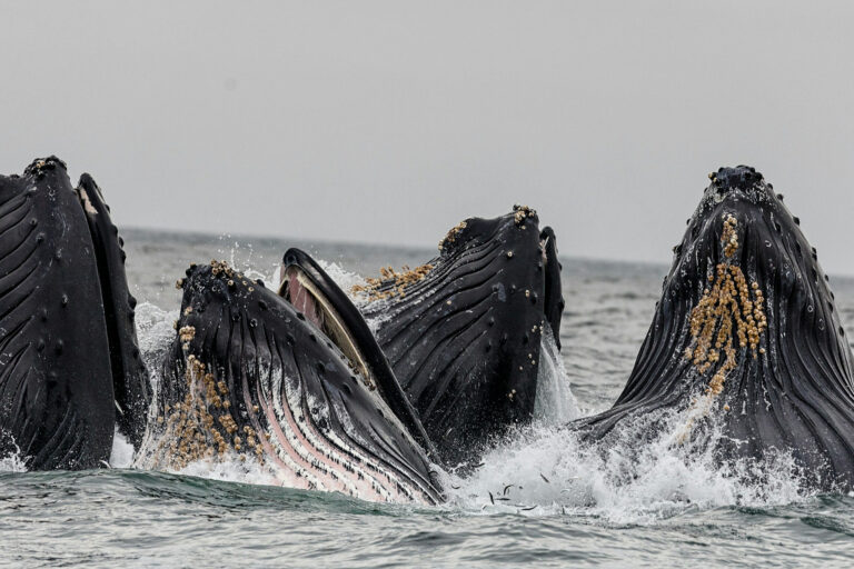 Humpback whales.