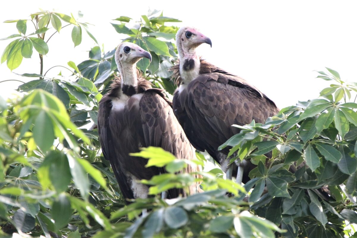 A pair of hooded vultures in Ghana’s Mole National Park. Results of genetic sampling show that the species’ population here has high levels of inbreeding, complicating conservation efforts. Image courtesy of Nico Arcilla.